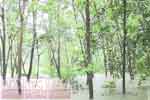 හදිසි ගංවතුර තත්ත්වය ගැන අනතුරු ඇඟවීමක්
