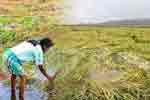 කාලගුණයෙන් හානි වූ වගා බිම් සඳහා වන්දි 