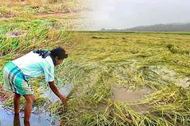 කාලගුණයෙන් හානි වූ වගා බිම් සඳහා වන්දි 