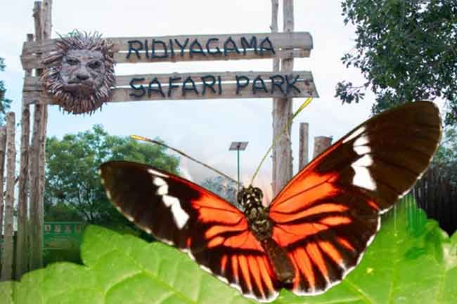 රිදියගම සෆාරි උද්‍යානයේ සමනල උද්‍යානය අලුත් වෙයි