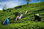 රජයේ වතු ඉඩම්වල සහ දේපළවලට ආයෝජනය කිරීමට අවස්ථාවක් 