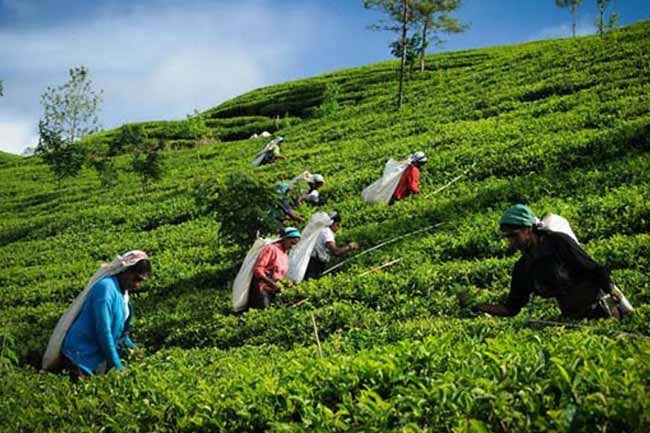 රජයේ වතු ඉඩම්වල සහ දේපළවලට ආයෝජනය කිරීමට අවස්ථාවක් 