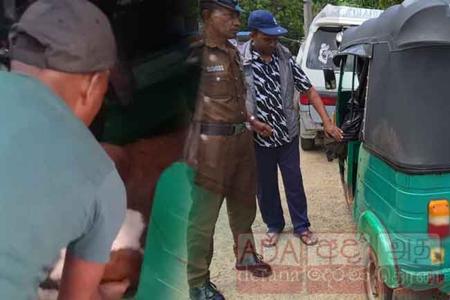  වෙසක් පොහොය දා ගවයෙකු ප්‍රවාහනය කළ තිදෙනෙක් අත්අඩංගුවට