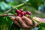 කෝපි වගාව සඳහා රක්ෂණාවරණයක් 