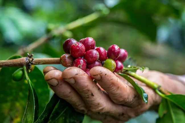 කෝපි වගාව සඳහා රක්ෂණාවරණයක් 