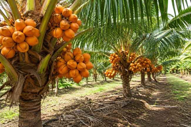 තැඹිලි වගාව විධිමත් කර අපනයන ආදායම ඉහළ නැංවීමට නව වැඩපිළිවෙළක්