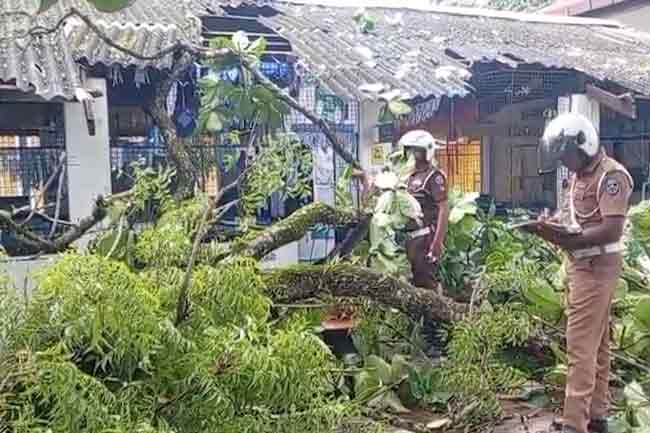 පන්ති කාමරයක් මතට ගසක් කඩා වැටේ - සිසුන් තිදෙනෙකු රෝහලට