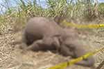 විදුලි සැර වැදී වනඅලින් දෙදෙනෙකු මරුට