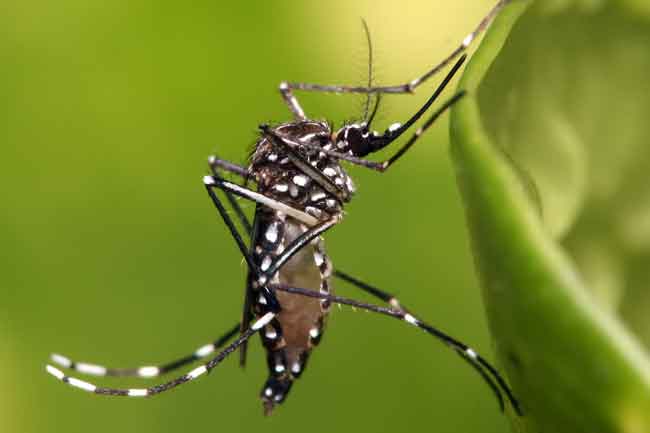 ලංකාවටම ඩෙංගු බෝවෙන්නේ මදුරු වර්ග දෙකකින්