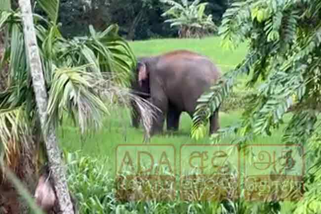 පෙරහැරට ගෙන ආ අලියෙකු කළ පහරදීමෙන් ඇත්ගොව්වා සහ සහයකයා මරුට