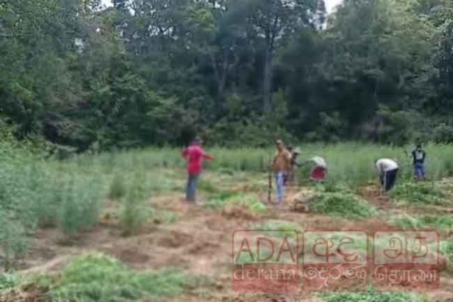 මහා පරිමාණ ගංජා හේන් දෙකක් වටලයි 