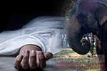 හීලෑ අලියෙකු පහරදීමෙන් පුද්ගලයෙකු ජීවිතක්ෂයට