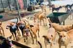 සුනඛයින් සම්බන්ධ නව පනත් කෙටුම්පත ගැන ගත් තීරණය