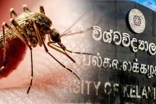 ඩෙංගු වැඩි වුණොත් සරසවි වැසෙන ලකුණු?