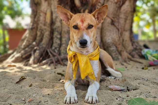 සුබ්‍රමණියම් සුනඛයාට අවසර නොලැබෙන ලකුණු 
