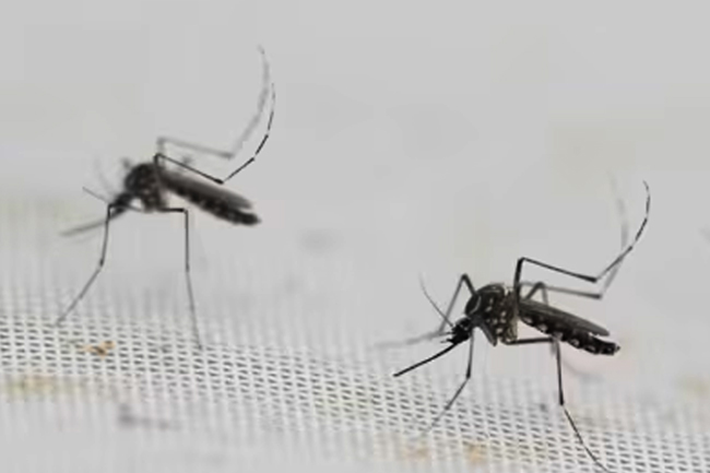 ඩෙංගු රෝගීන් 62,000 පනී