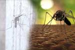 ඩෙංගු මරණ 47ට නගියි - රෝගීන් 67,174ක්