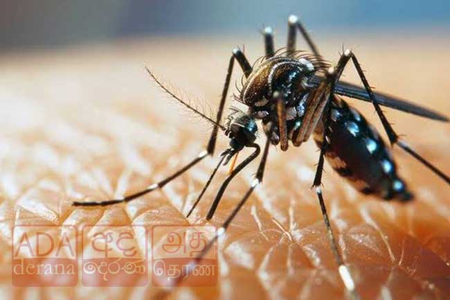 ඩෙංගු මරණ 48 දක්වා ඉහළට - රෝගීන් 70,000ට ළංවෙයි