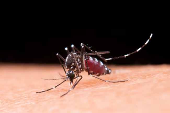 ඩෙංගු රෝගීන් සංඛ්‍යාව 75,000 ඉක්මවයි