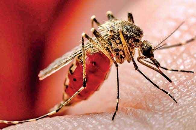 ඩෙංගු මරණ 56 දක්වා ඉහළට - රෝගීන් 77,000 පනී