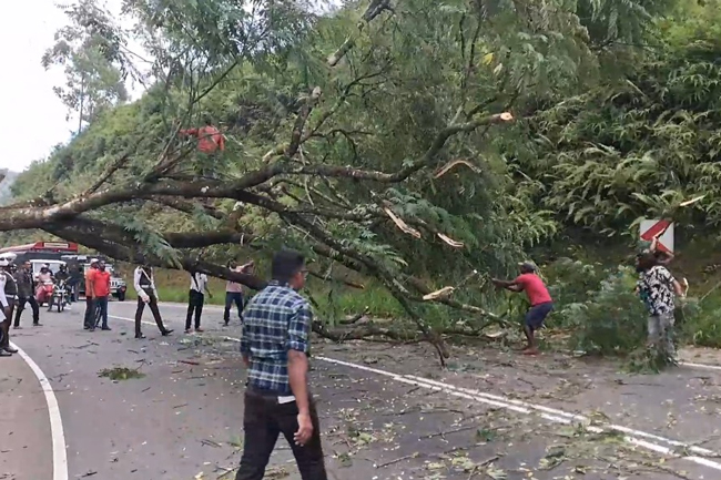 හැටන් - කොළඹ ප්‍රධාන මාර්ගයට ගසක් කඩා වැටෙයි - ගමනාගමනයට බාධා