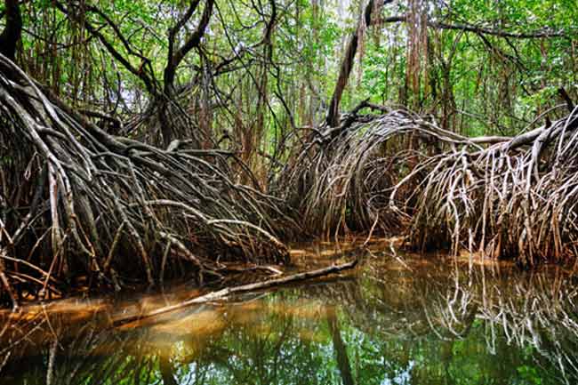 කඩොලාන පද්ධති 08ක් නව රක්ෂිත ලෙස ප්‍රකාශයට 