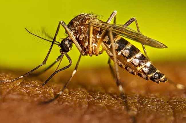 ඩෙංගු මරණ 61 දක්වා ඉහළට