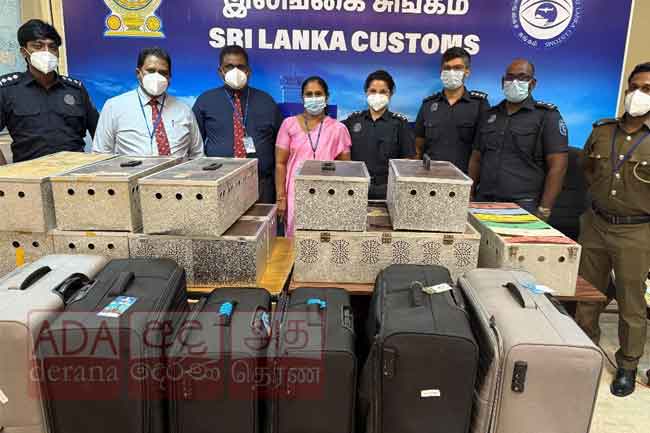 ඉතාලියෙන් රට පරවියෝ මෙරටට ගෙනා ව්‍යාපාරිකයෝ ගුවන්තොටේ දී මාට්ටු