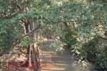 කිරිදි ඔයේ දියනෑමට ගිය හිමිනමට අත් වූ අවාසනාවන්ත ඉරණම