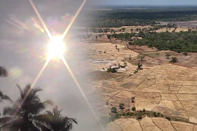 උණුසුම් කාලගුණයෙන් ගොවිබිම්වලට බලපෑම්