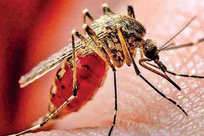 ඩෙංගු රෝගීන් සංඛ්‍යාව 83,000ට ළංවෙයි