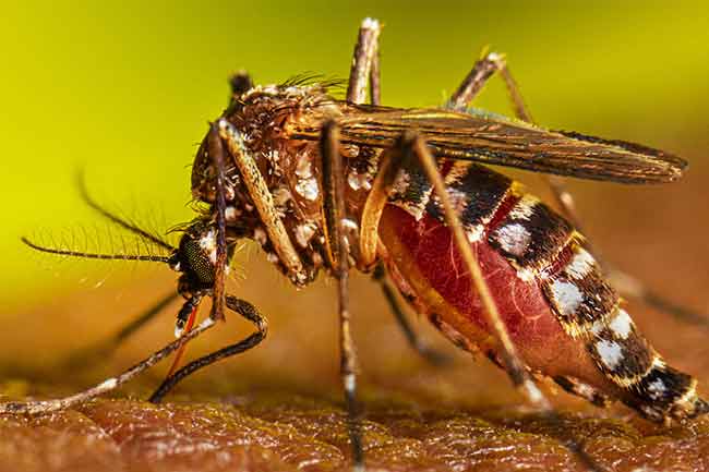 ඩෙංගු රෝගීන් 83,000 ඉක්මවයි