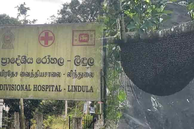 වතු කම්කරුවන් පිරිසකට  බඹර ප්‍රහාරයක් - අයෙකු මරුට