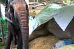 අවසන් ගමන් ගිය රන්දෙණියේ බණ්ඩාර හස්තියා