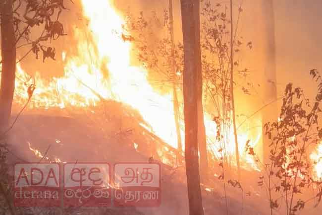 සීතාඑළිය රක්ෂිතයට ගිනි තැබූ අයෙකුට ලක්ෂ 4කට අධික දඩයක්