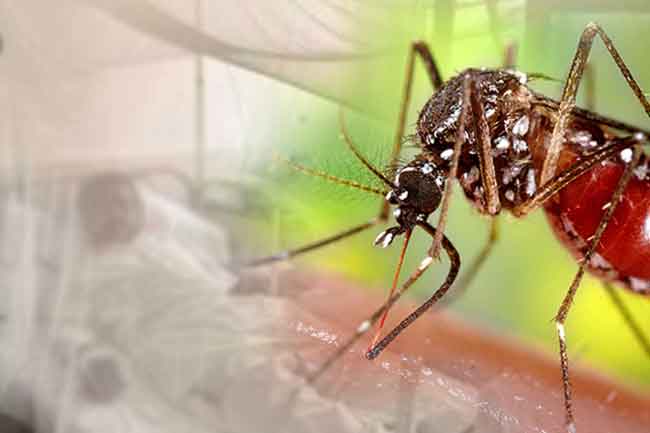 ඩෙංගු මරණ 63 දක්වා ඉහළට