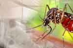 ඩෙංගු මරණ 63 දක්වා ඉහළට