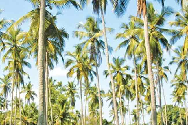 උතුරු පොල් ත්‍රිකෝණයේ තවත් පියවරක්