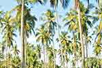 උතුරු පොල් ත්‍රිකෝණයේ තවත් පියවරක්