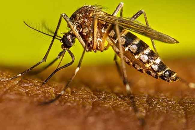 ඩෙංගු රෝගීන් 90,000ට ළංවෙයි