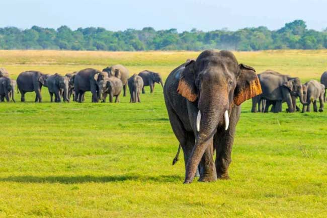 ලෝක අලි දිනය අදයි
