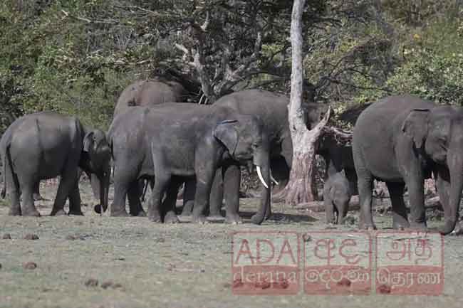 පිපාසයෙන් වතුර සොයා ඇදෙන අලි රංචු...