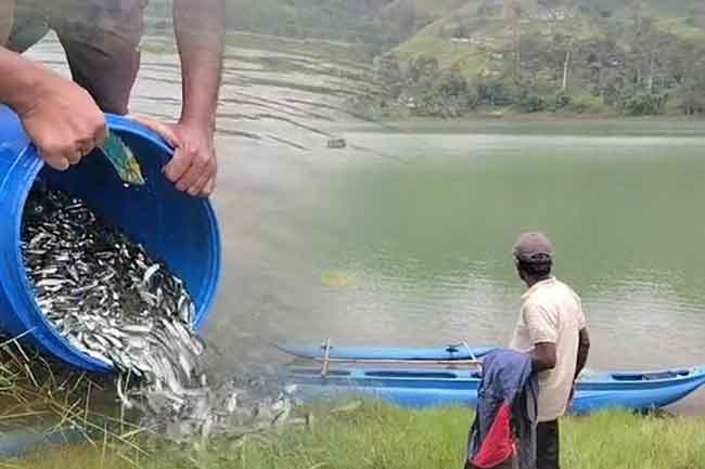 කාසල්රි ජලාශයට මිරිගල් මත්ස්‍ය පැටවුන් 66,000ක් මුදාහරියි
