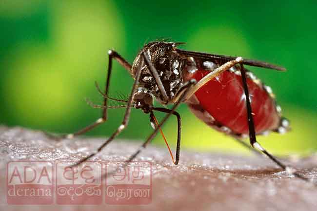 ඩෙංගු මරණ 68 දක්වා ඉහළට - රෝගීන් 91,000 ඉක්මවයි