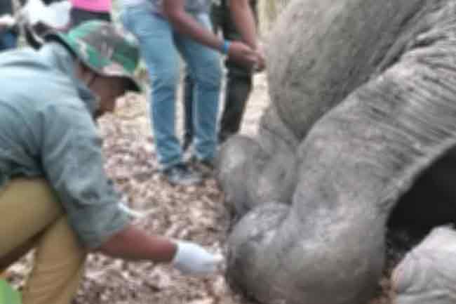 වනජීවී පශු වෛද්‍යවරුන්ගේ වෘත්තීය ක්‍රියාමාර්ගයට මාස 2 ඉක්මවයි 