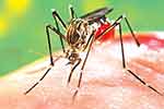 ඩෙංගු රෝගීන්ගේ සංඛ්‍යාව 92,254 දක්වා ඉහළට 