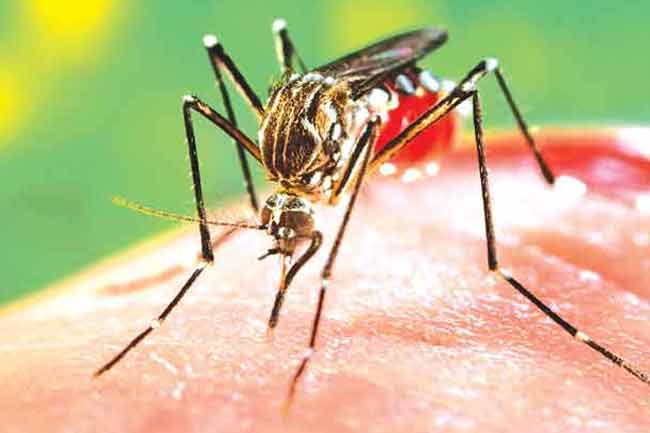 ඩෙංගු රෝගීන්ගේ සංඛ්‍යාව 92,254 දක්වා ඉහළට 