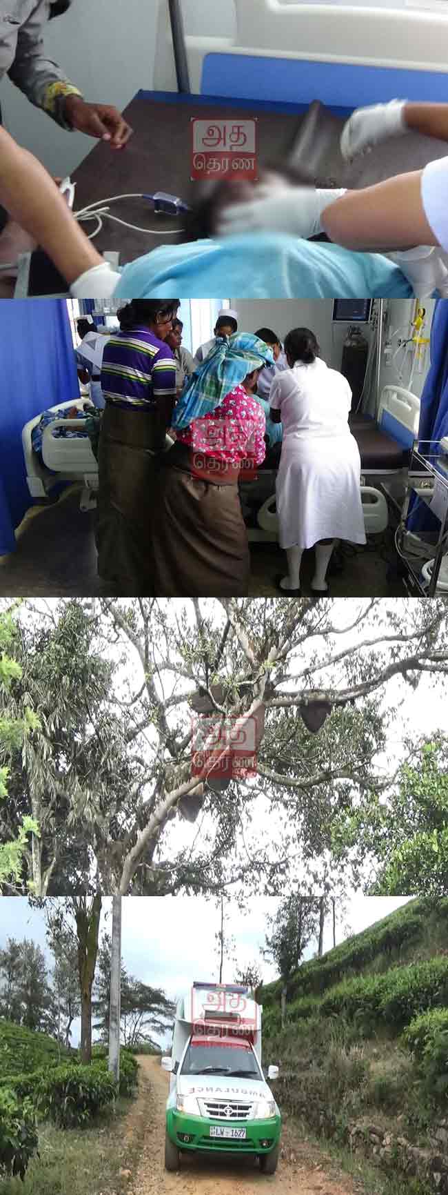 கழுகினால் பெண்ணுக்கு நேர்ந்த பயங்கரம்! டிக்கோயாவில் சம்பவம்