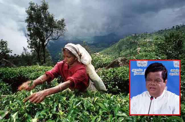 1000 ரூபா சம்பள அதிகரிப்பை தோட்ட நிர்வாகம் வழங்காவிட்டால் நடப்பது இதுதான்!