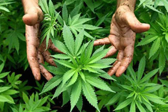 கஞ்சாவை சட்டப்பூர்வமாக்குவது தொடர்பான சட்டங்கள்